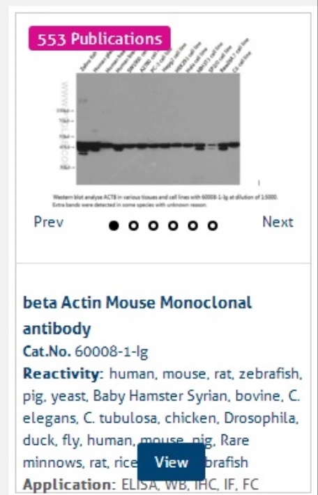 β-Actin antibody
